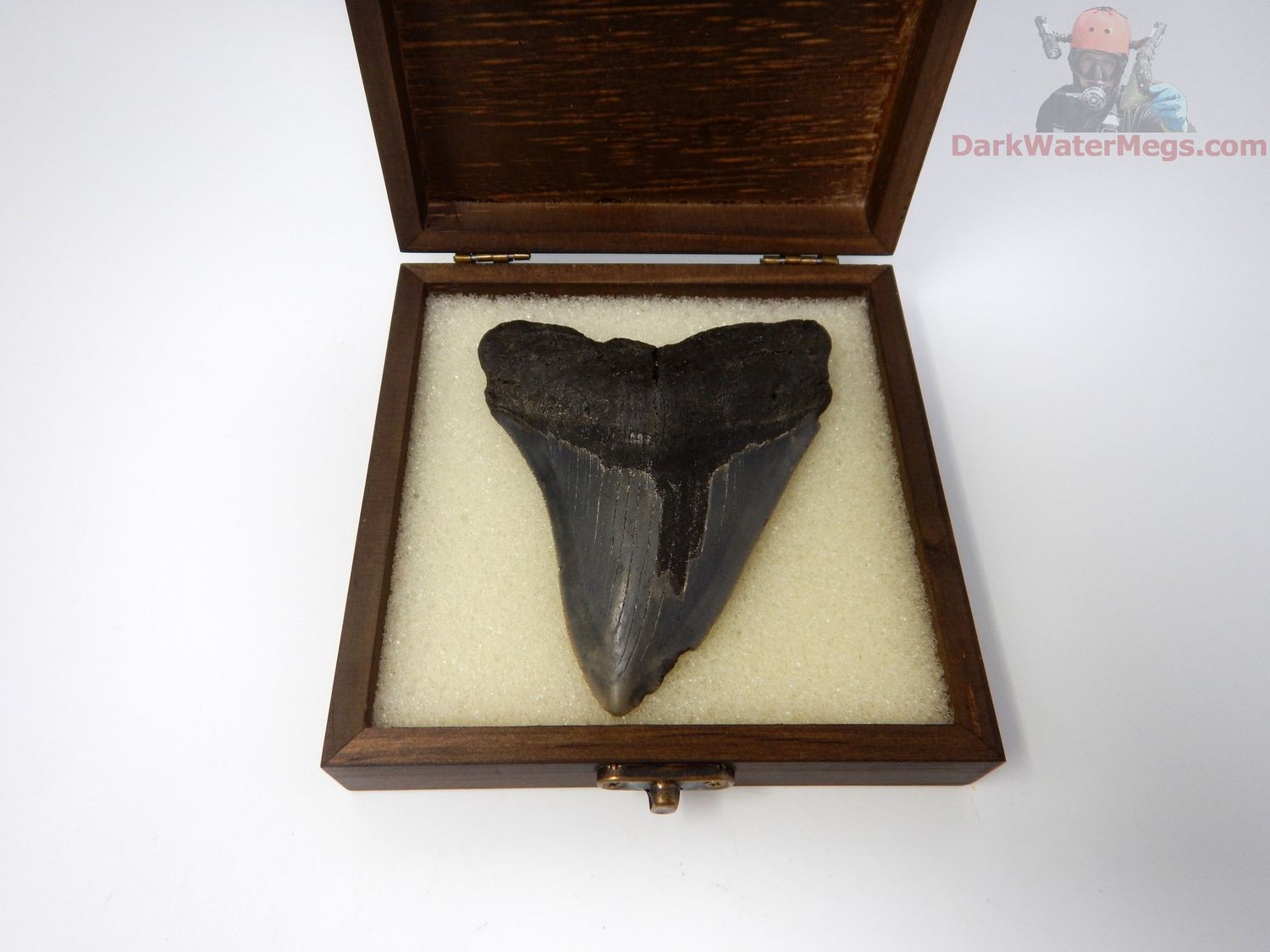 4.41" megalodon in display box