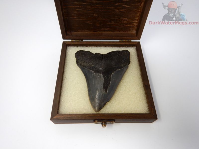 4.41" megalodon in display box