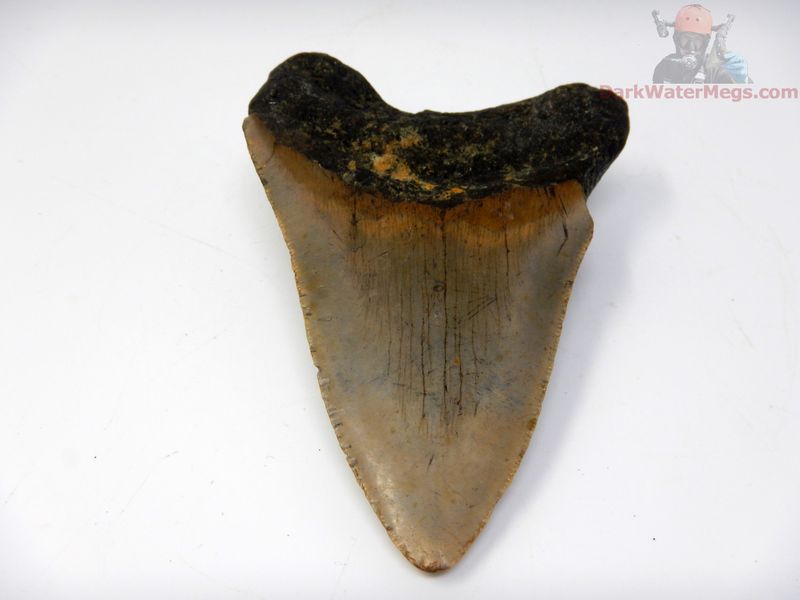 4.30"  large lower megalodon tooth