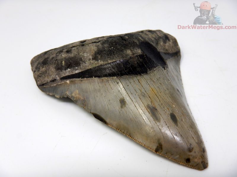 4.84"  large and fantastic megalodon