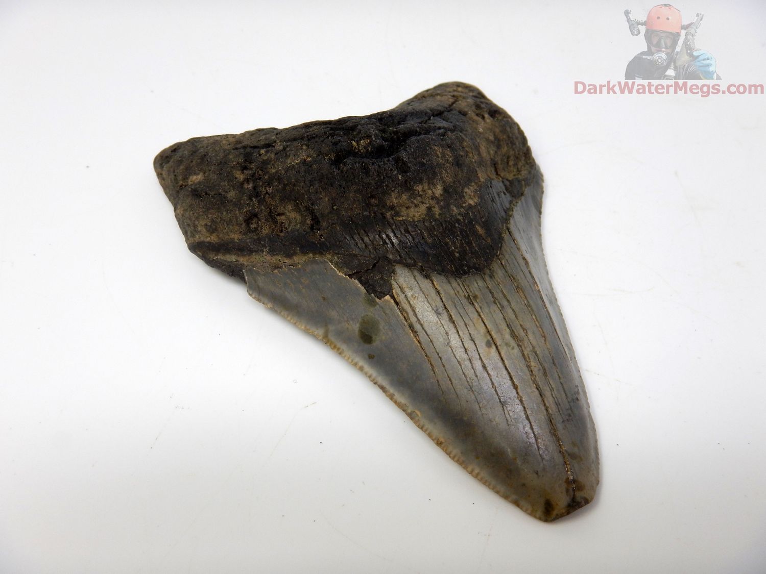 4.21"  large and sharp megalodon