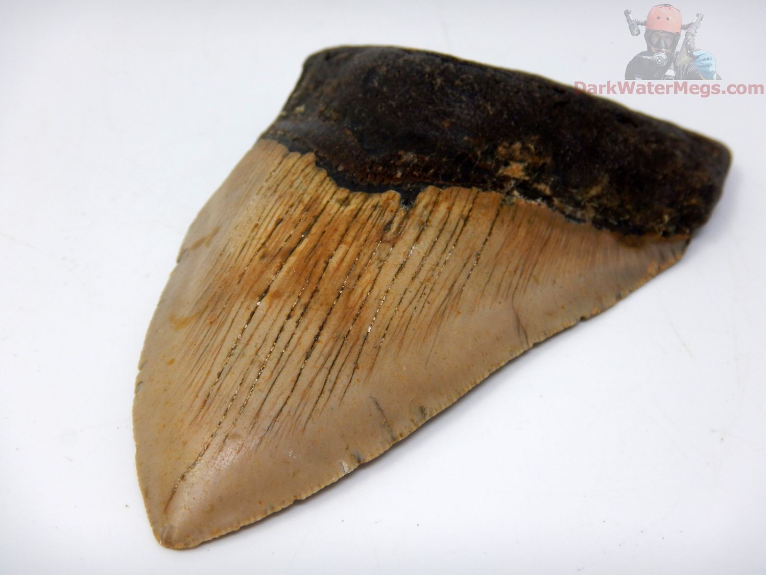 4.57" large megalodon