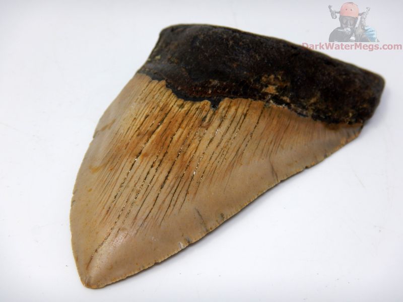 4.57" large megalodon