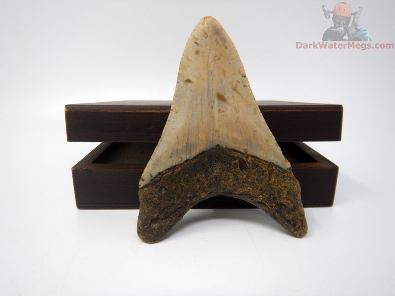3.75"  megalodon with box