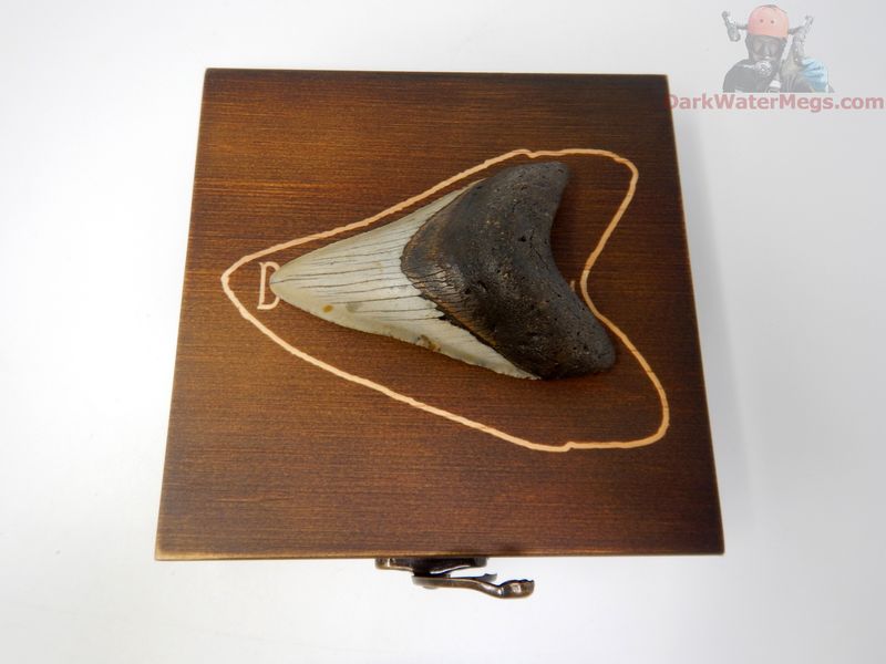 3.43"  megalodon with box