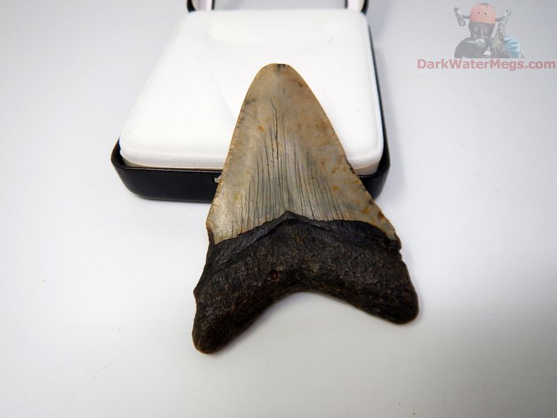 3.32" small megalodon in display box