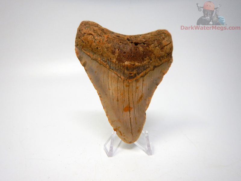 3.60 megalodon tooth on clear stand