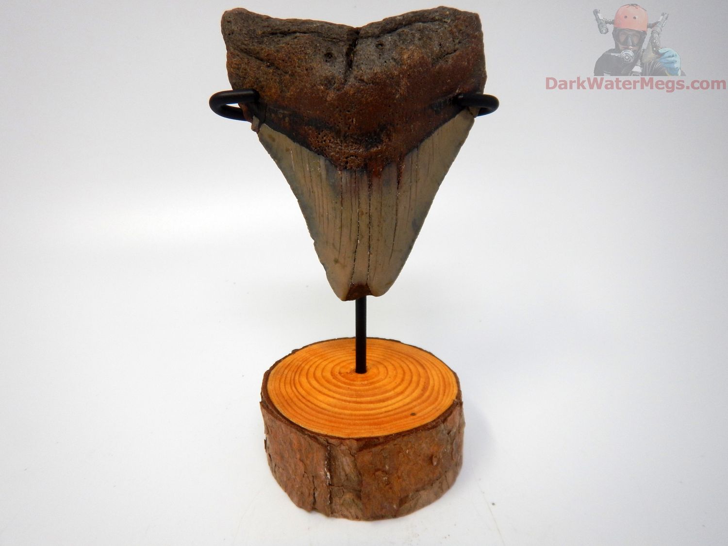 3.49" megalodon with stand