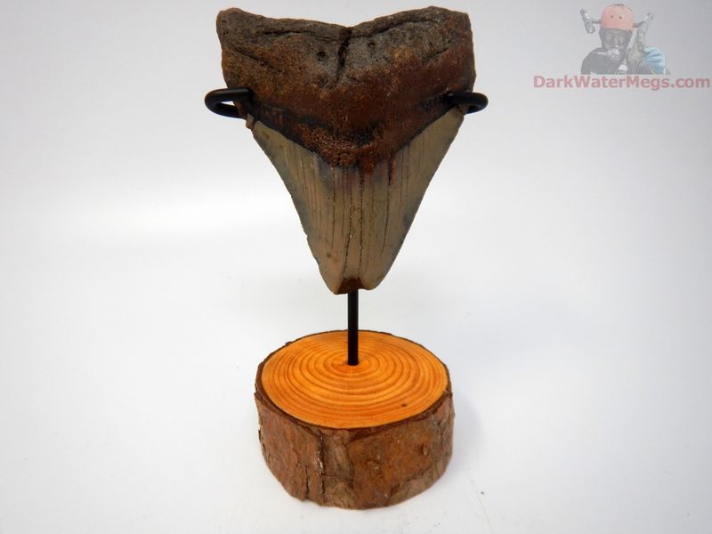 3.49" megalodon with stand
