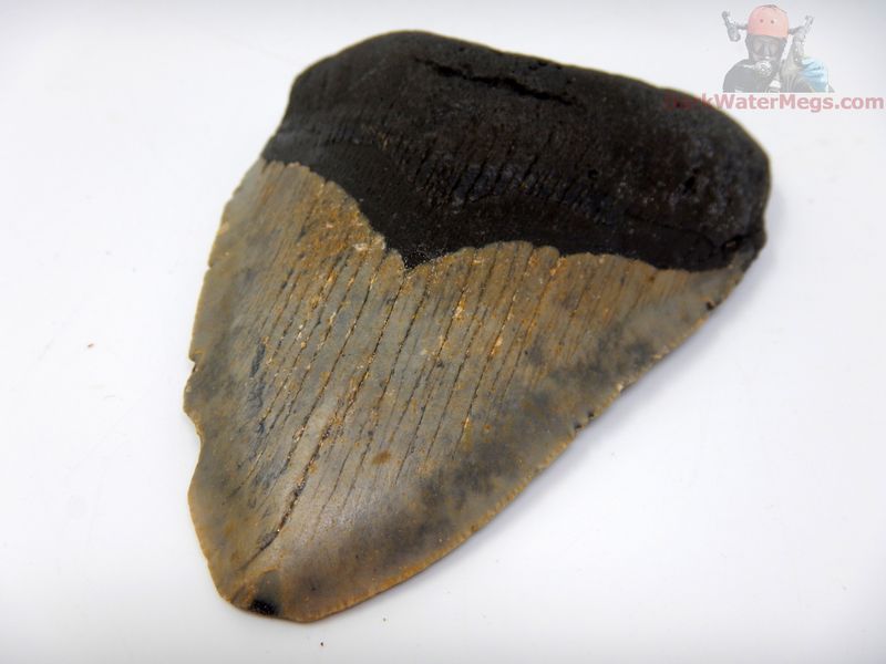 3.61"  megalodon