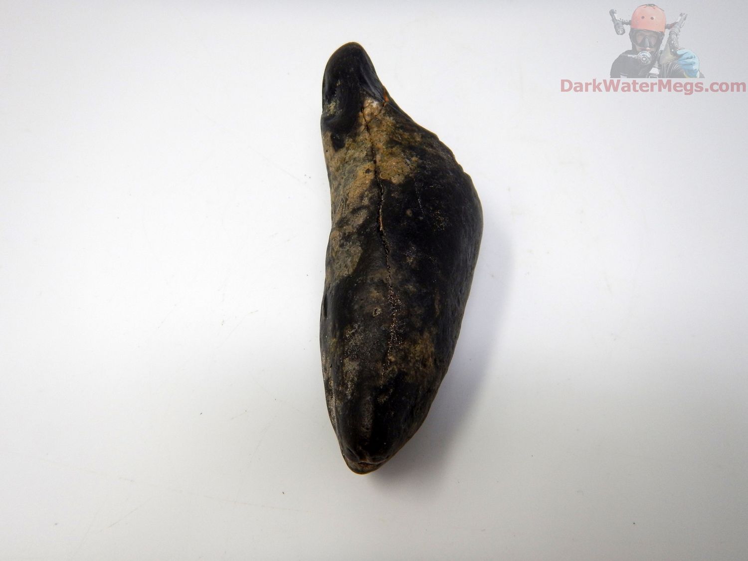 4.46"  fossil whale tooth grooved tip