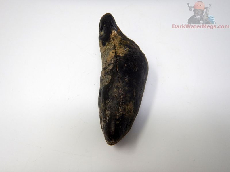 4.46"  fossil whale tooth grooved tip