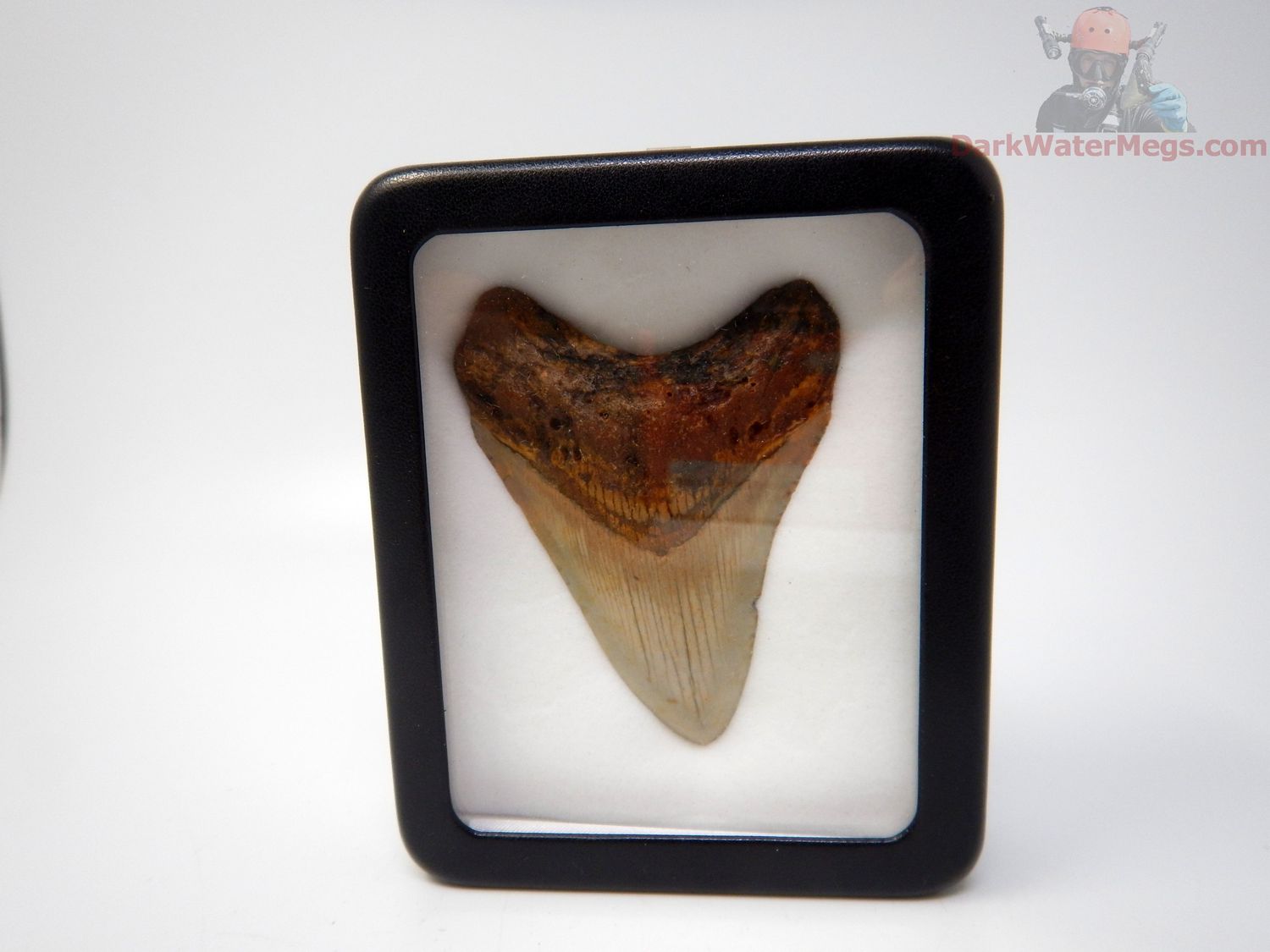 3.22"  megalodon in display box