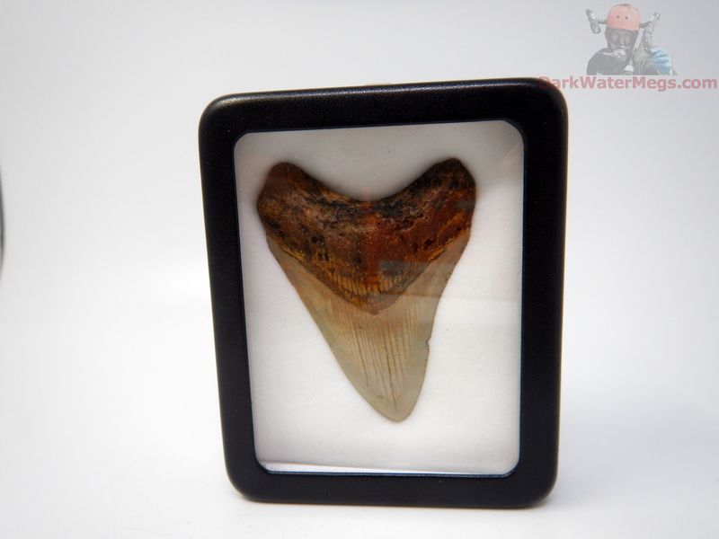 3.22"  megalodon in display box