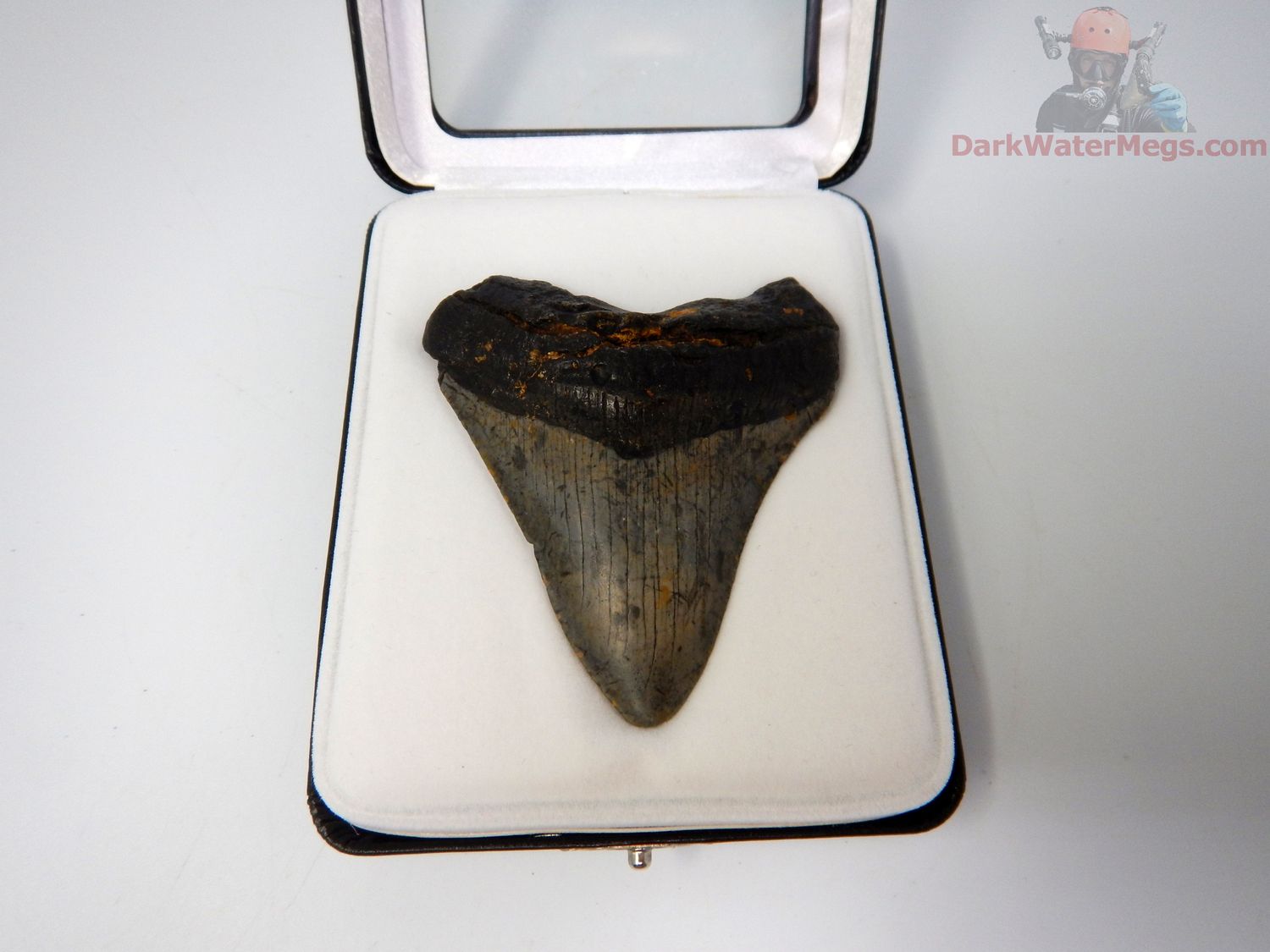 3.03"  megalodon in display box