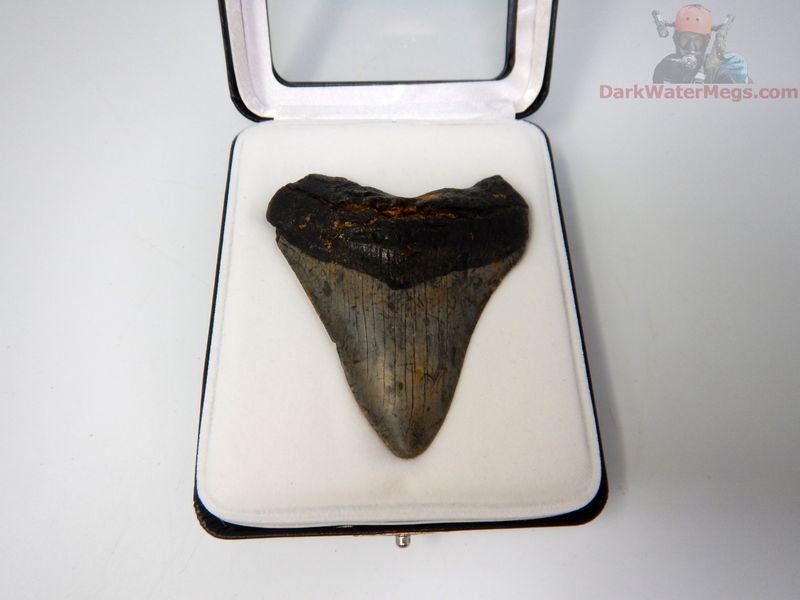 3.03"  megalodon in display box