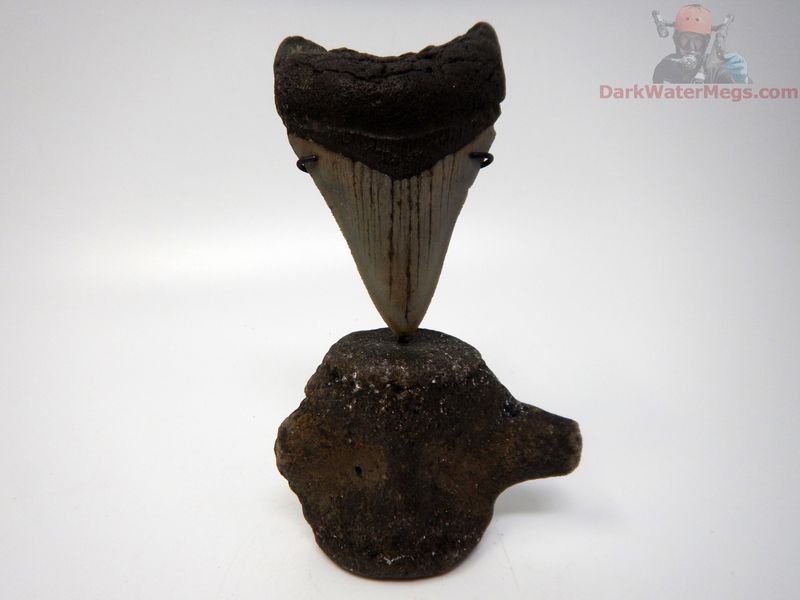 3.30"  megalodon with fossil dolphin vertebra stand