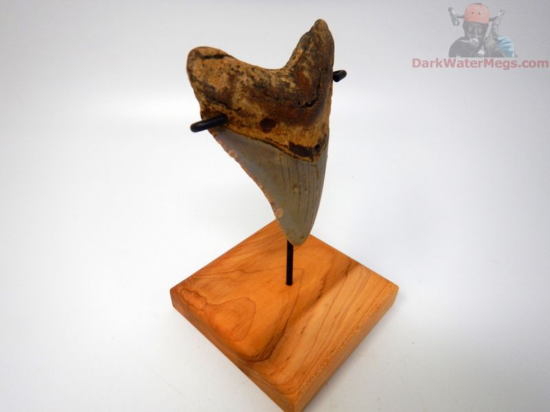 3.95" megalodon with stand