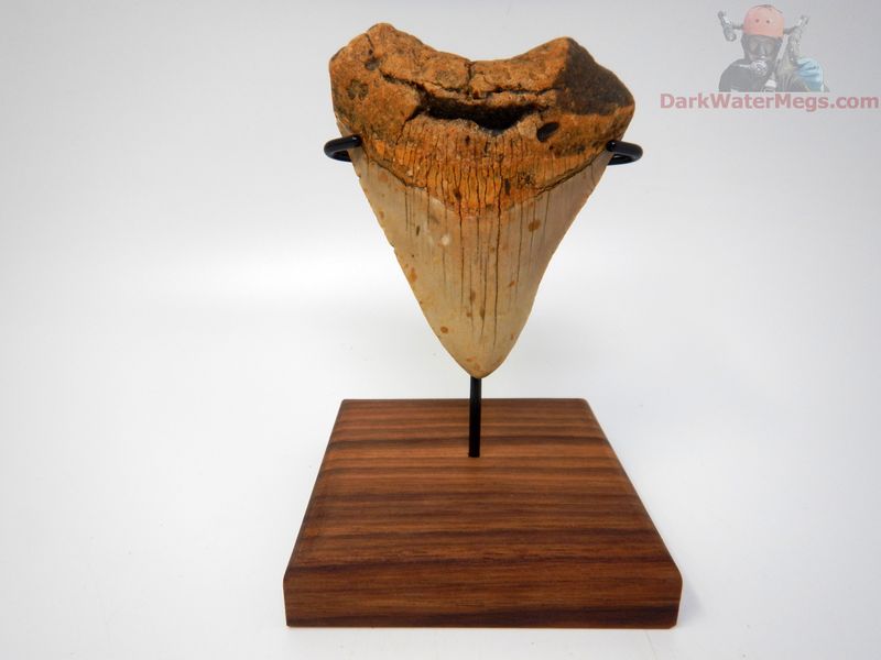 3.83" megalodon with stand