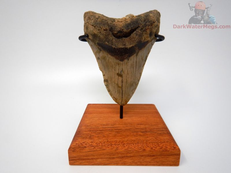 3.96" megalodon with stand