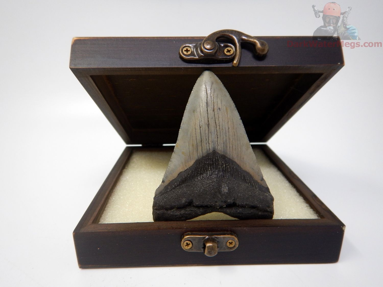 3.29"  megalodon with box