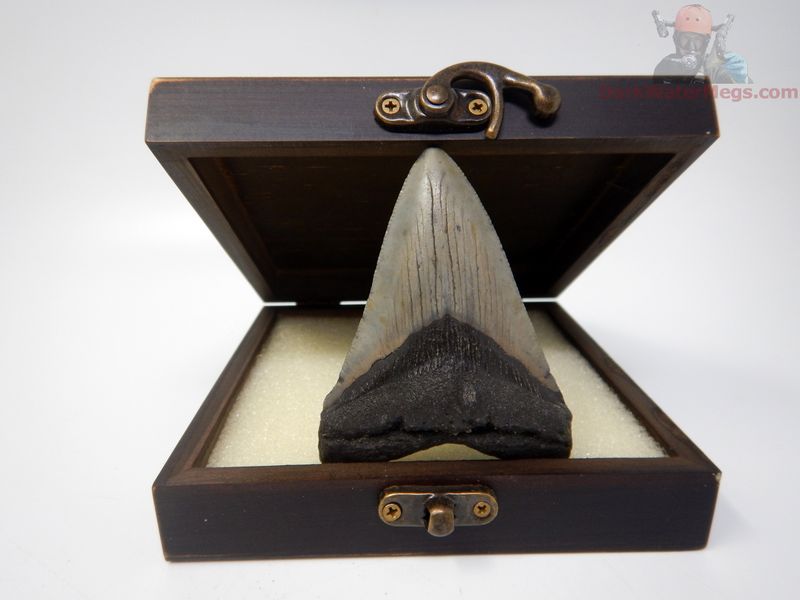 3.29"  megalodon with box