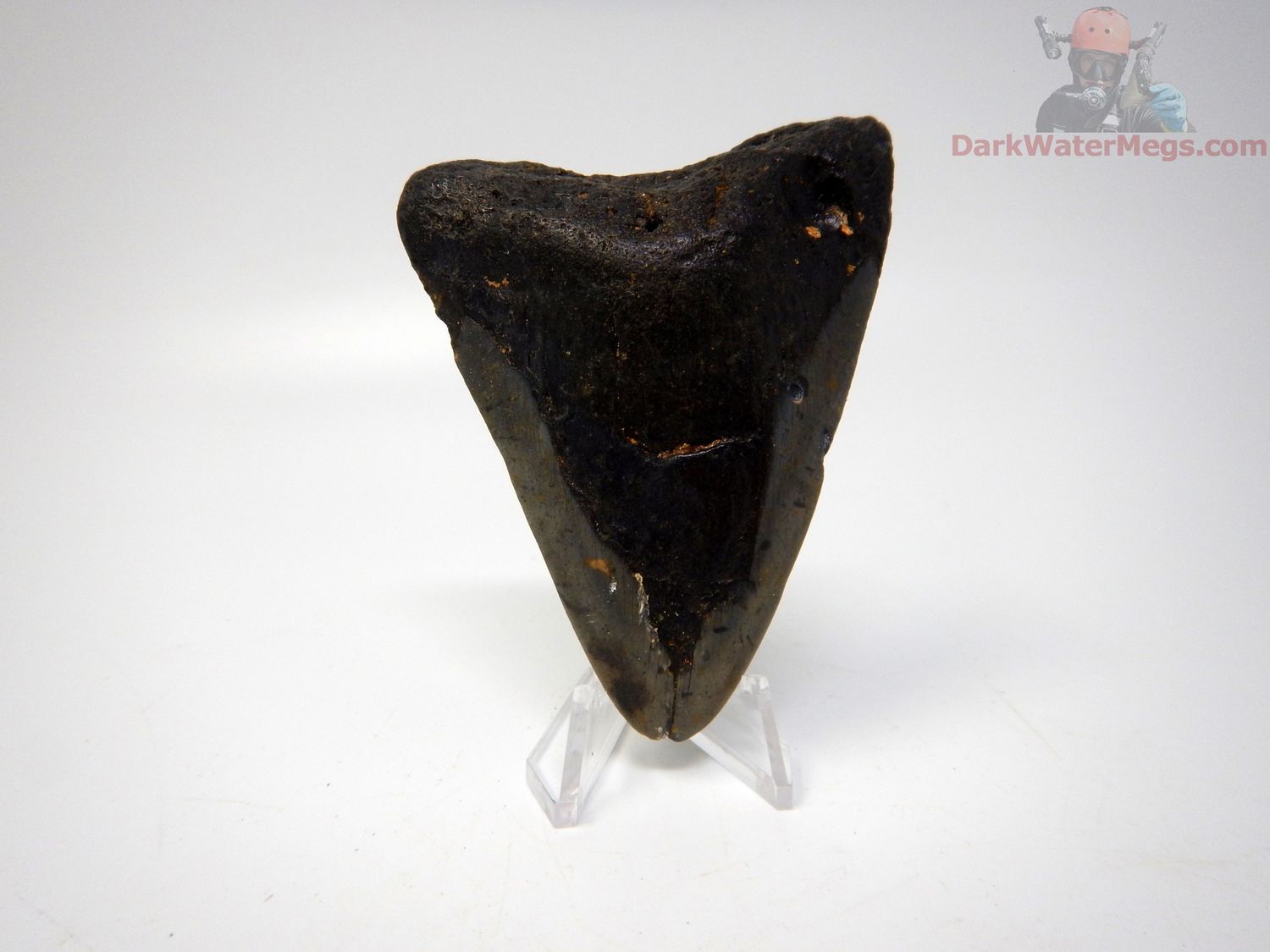 3.25 megalodon tooth on clear stand