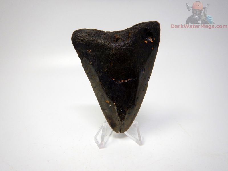3.25 megalodon tooth on clear stand
