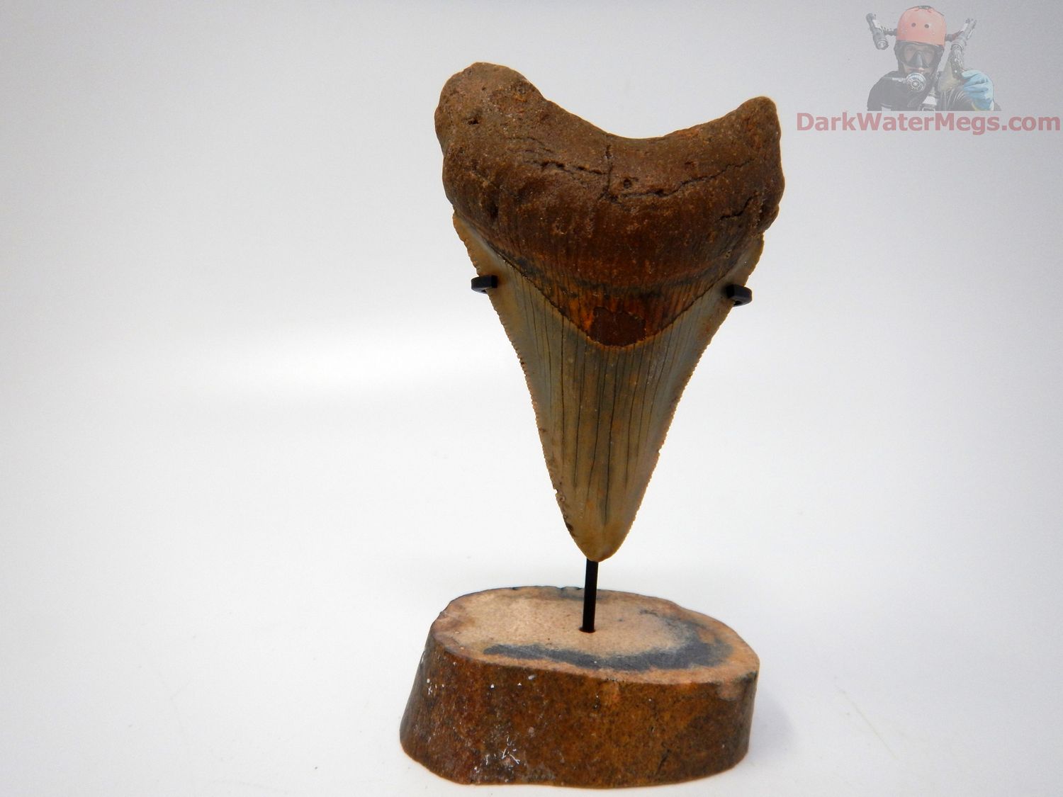 3.08"  megalodon with fossil stand