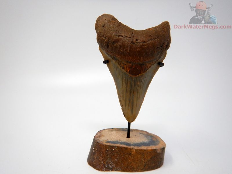 3.08"  megalodon with fossil stand