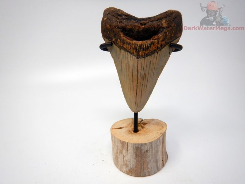 3.48" megalodon with driftwood stand