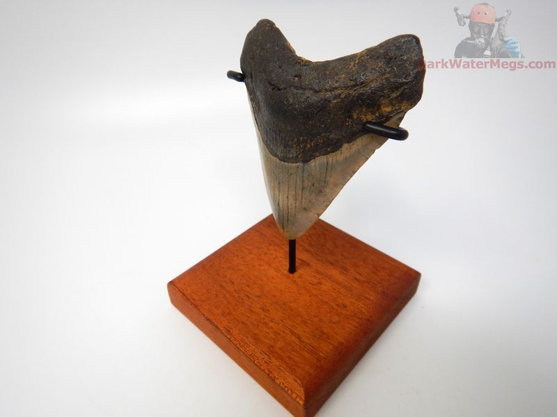 3.67" megalodon with stand