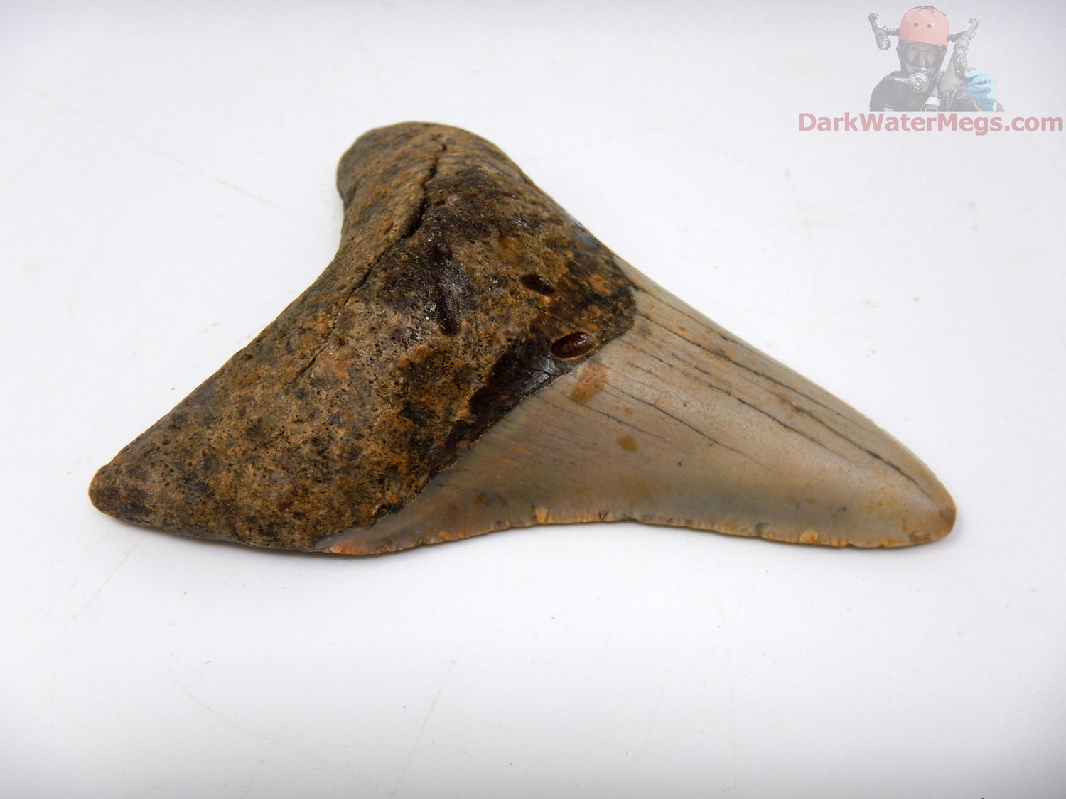3.49"  megalodon