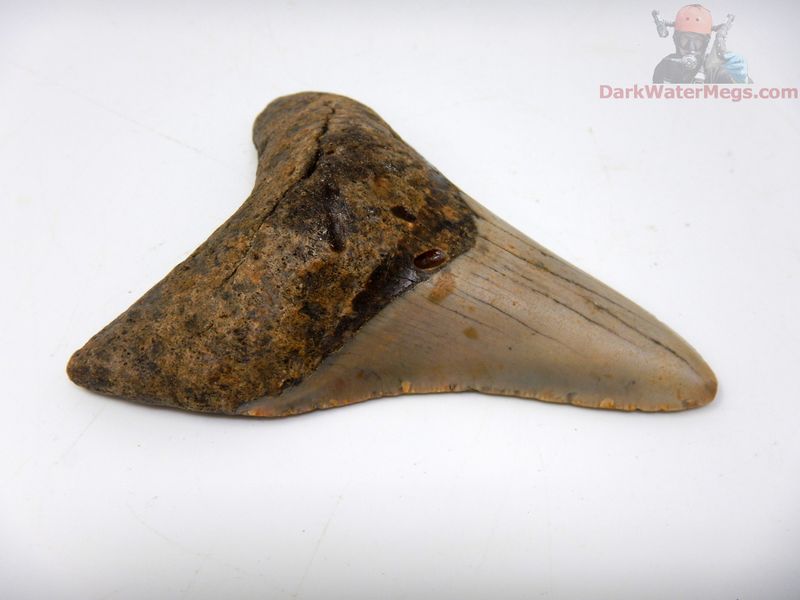 3.49"  megalodon