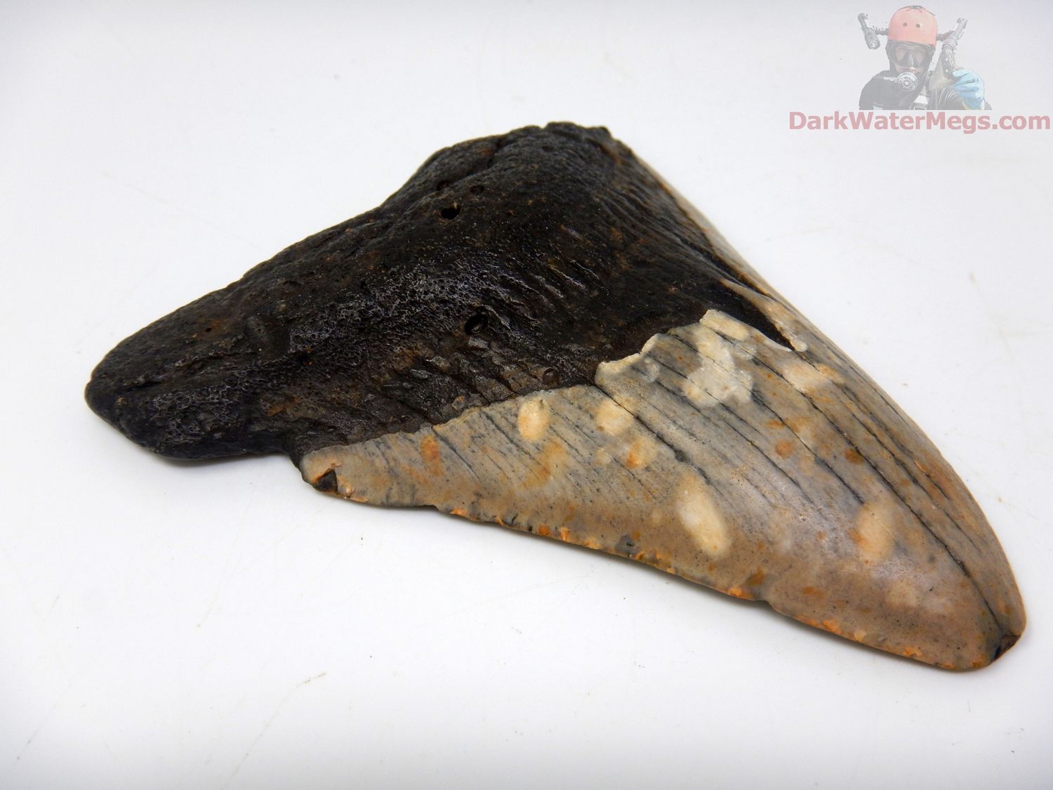 3.82"  megalodon