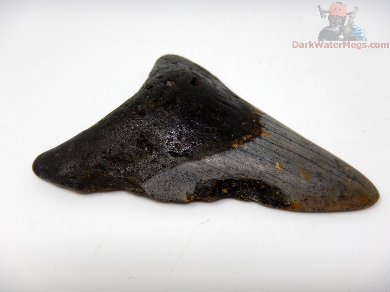 3.29"  megalodon