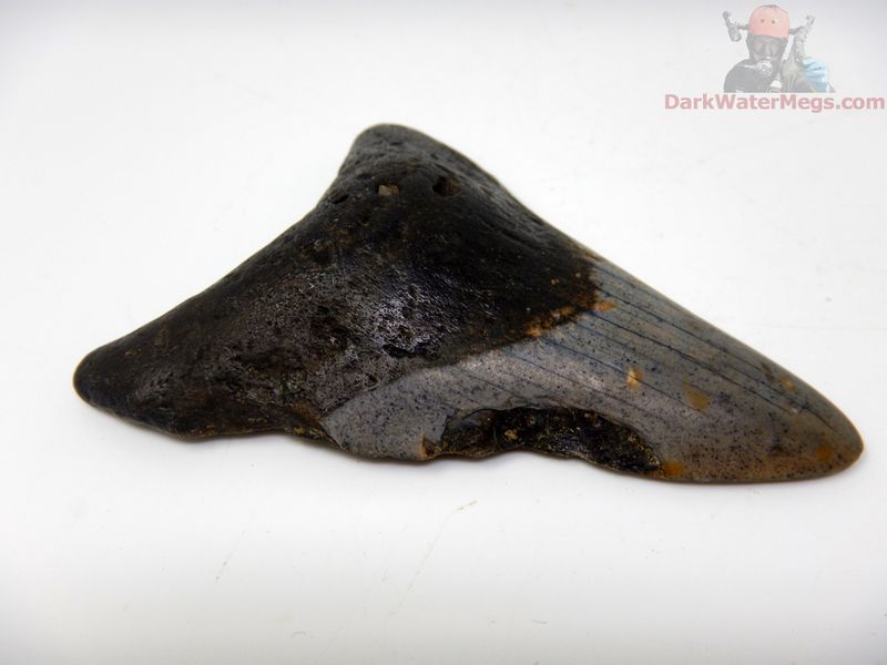 3.29"  megalodon
