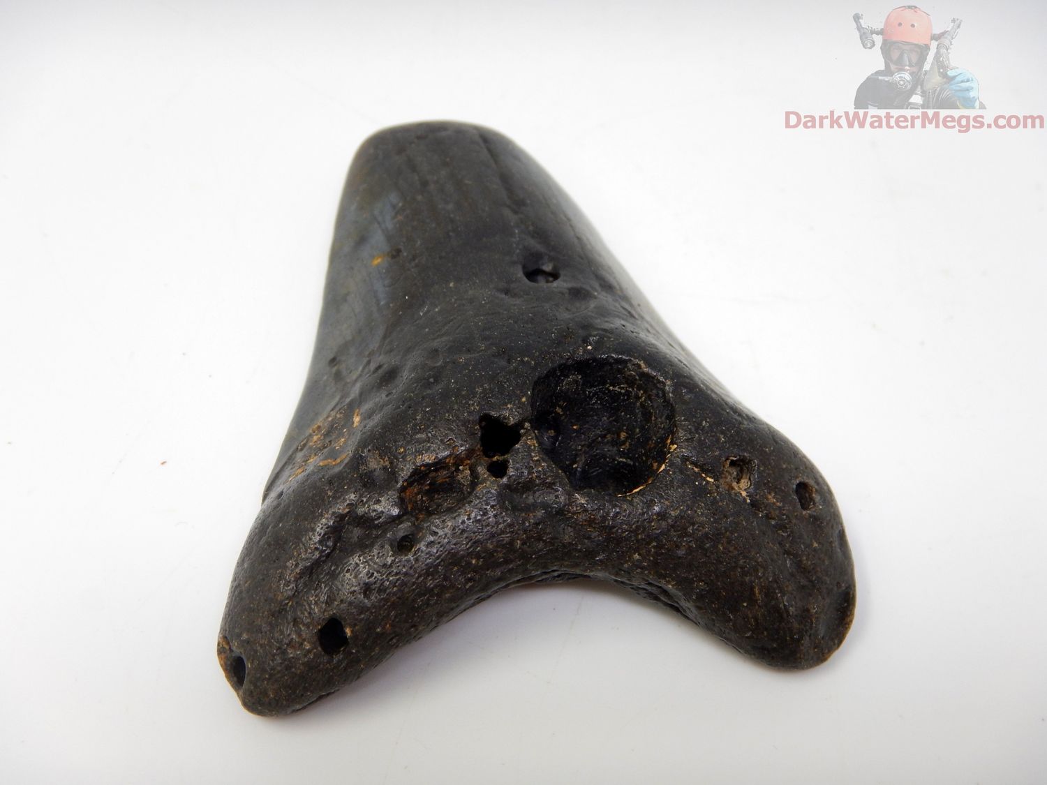 3.30"  megalodon