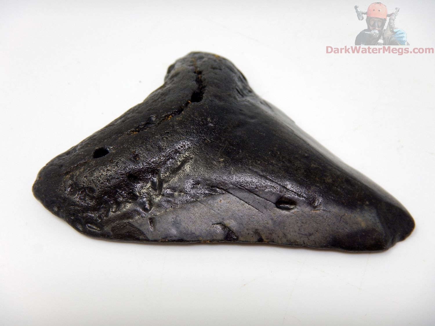 3.21"  megalodon