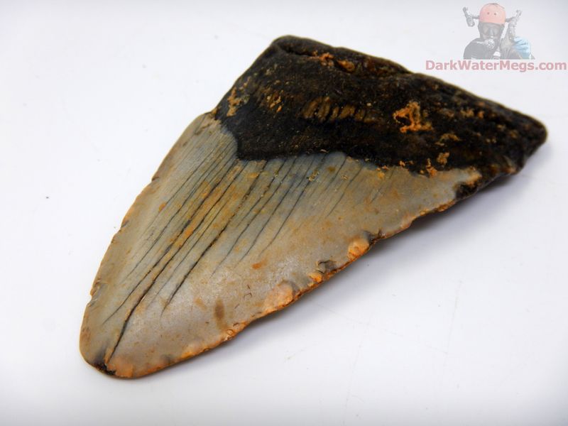 3.64"  megalodon