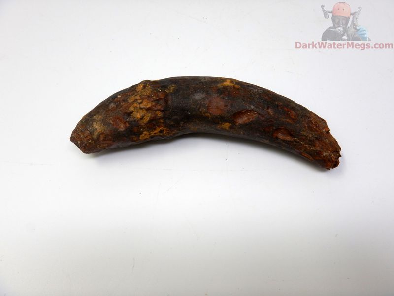 4.42"  fossil whale tooth