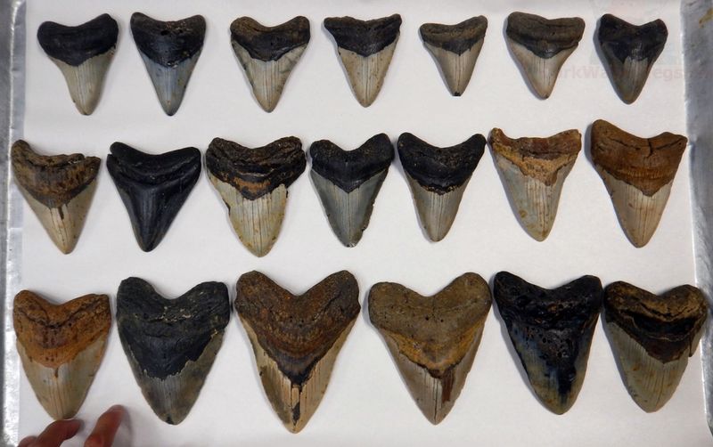 Large bulk lot of 60 fossil megalodon teeth