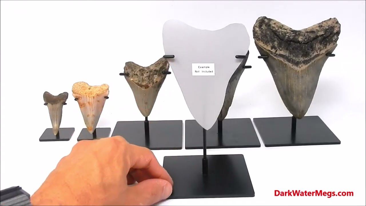 Steel Powder Coated Stand With  Metal Upright For Megalodon Tooth