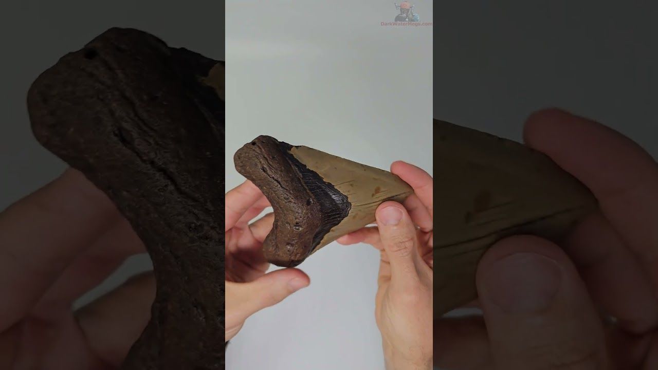 4.94" megalodon tooth