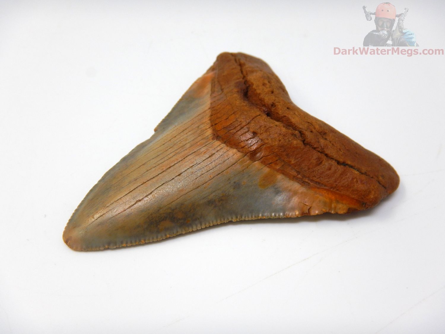 2.86" megalodon tooth