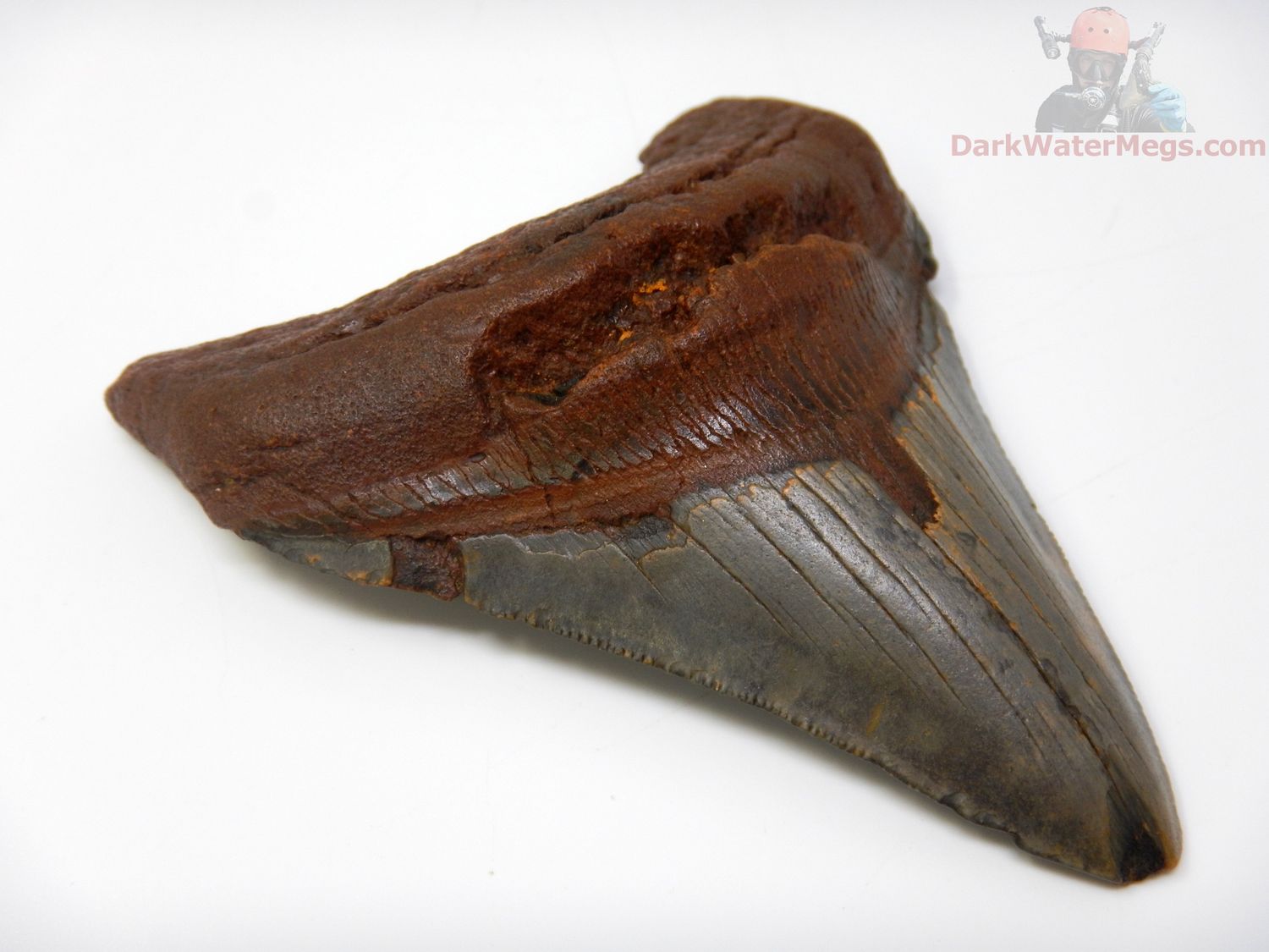 4.02" megalodon tooth