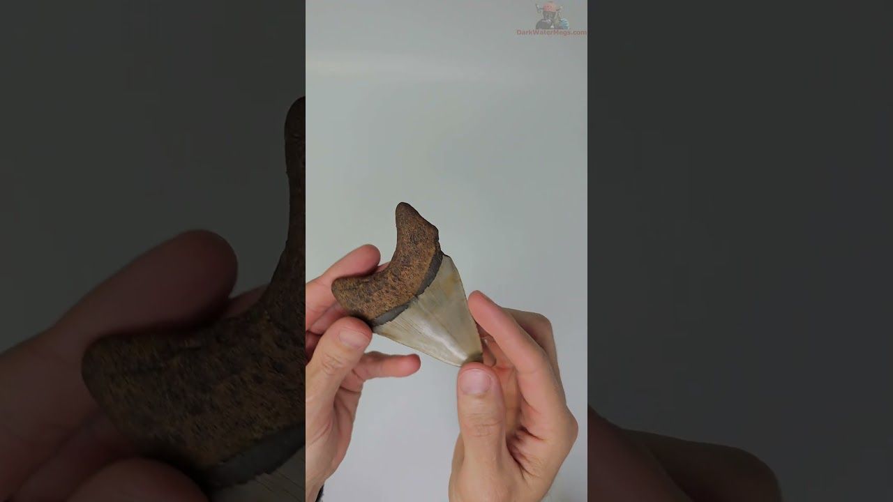 3.65" megalodon tooth
