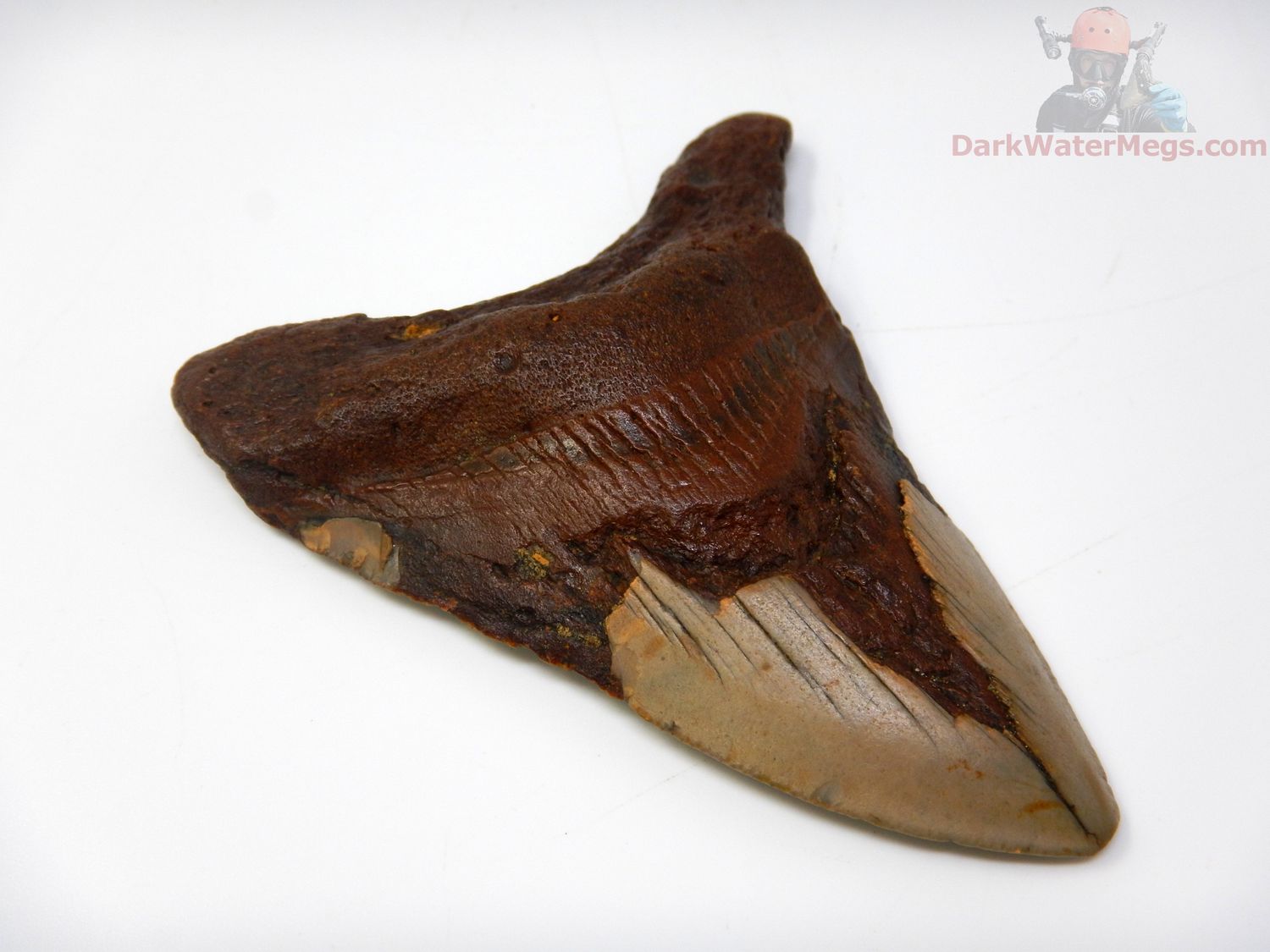 3.64" megalodon tooth