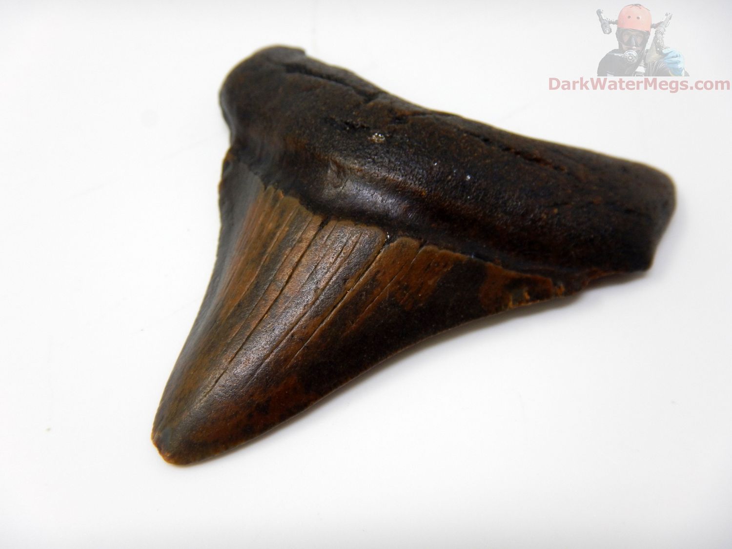 2.62" megalodon tooth