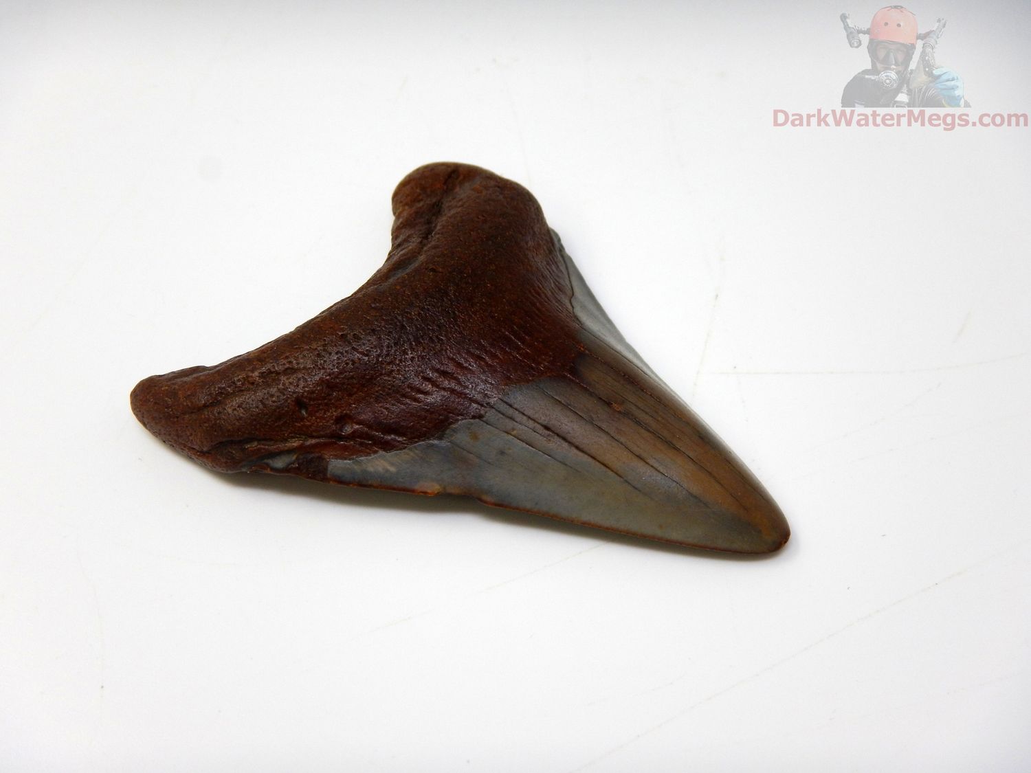 2.74" megalodon tooth